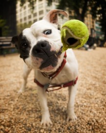 Pete on a walk with a NYC Dog Walker