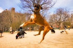 Choosing a NYC Dog Walker - At the Dog Run NYC Dog walker with dogs in Washington Sq dog run