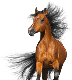 Horse Horse meat as dog food