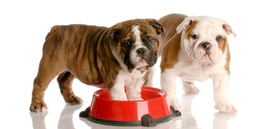 Puppies bulldog puppies with empty food bowls.