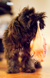 Dog eating raw meat Dog eating raw meat