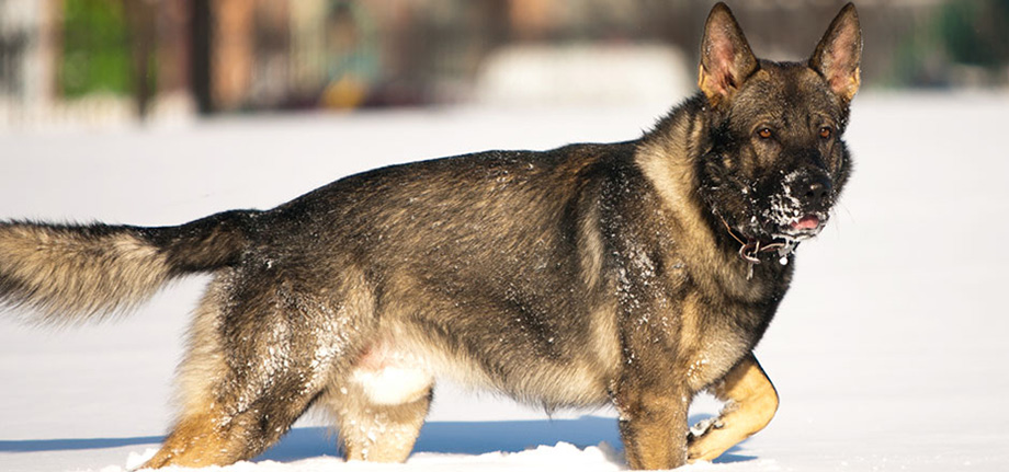 Azzy German Shepherd Dog