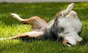 Dog Boarding