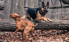 Dog Hiking