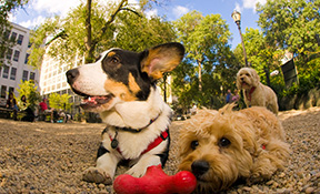 Dog Walking