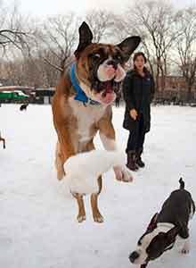 NYC Doggies dog walker