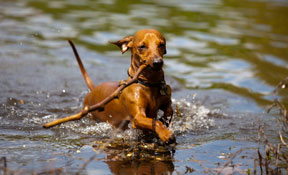 Dachshund dog hiking