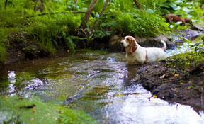 Dog Hiking