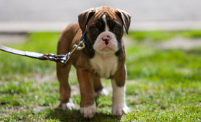 Dog Sitting