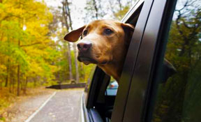 Dog in car