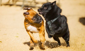 Dogs playing in the dog park