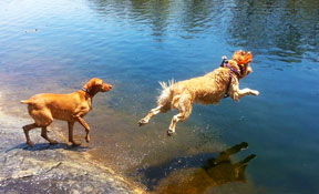 Dog hiking fun