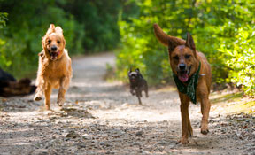 NYC Doggies Team