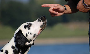 Dog Training