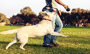 Dog Training