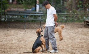 Obedience training practice