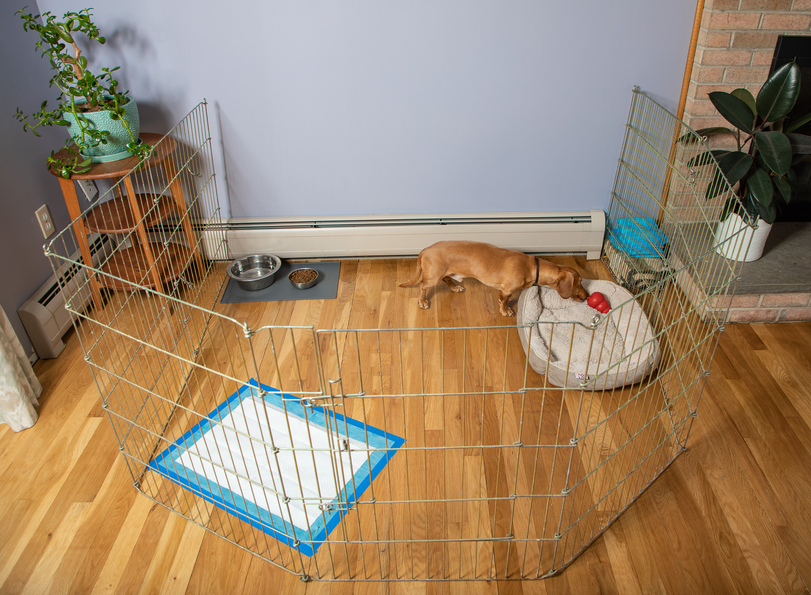 Dog in a pen - puppy housebreaking
