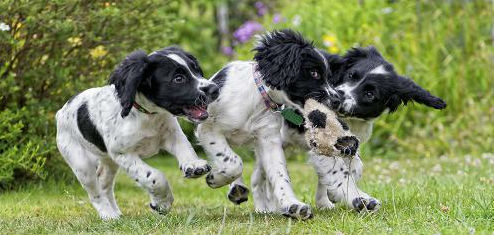 puppies, puppy play, puppy socializing
