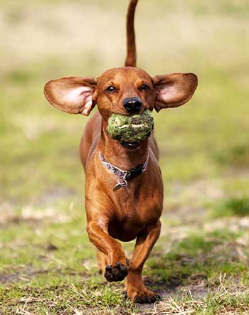 Dachshund with ball in his mouth and earls flapping in the wind
