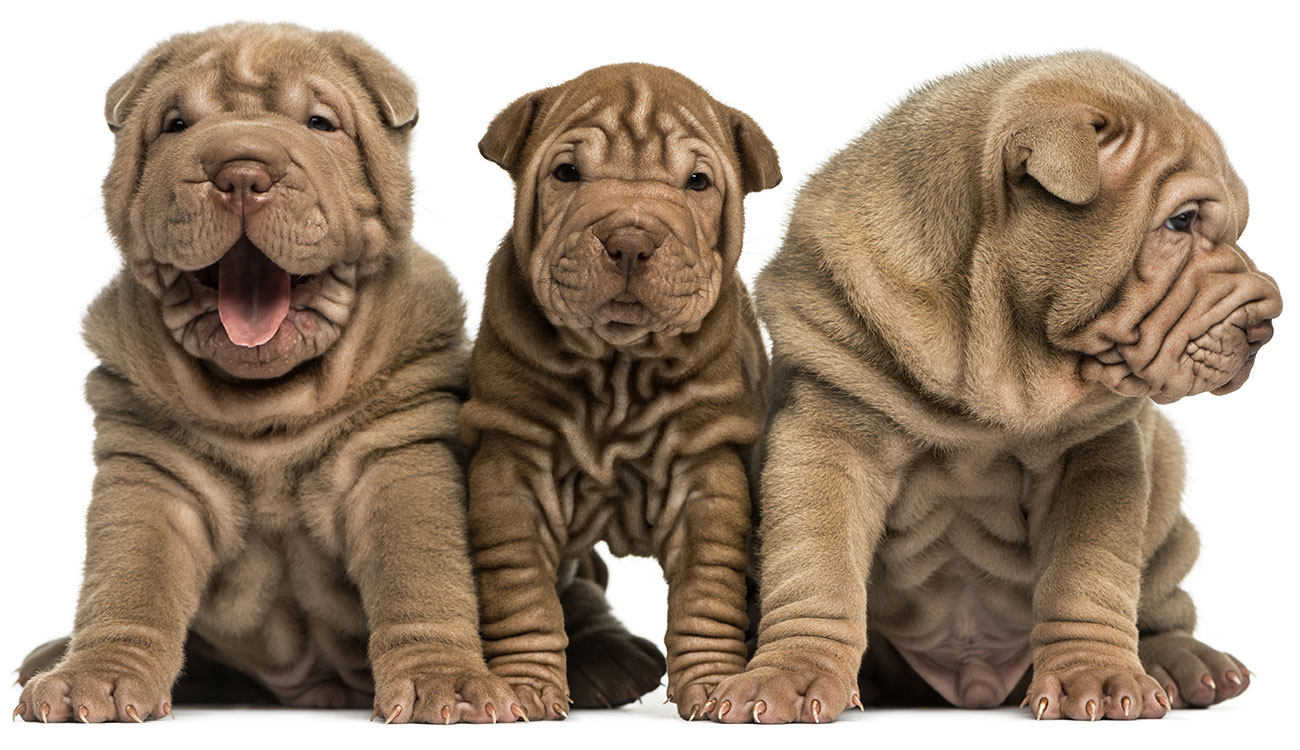 3 Shar-Pey puppies with gorgeous folding skin