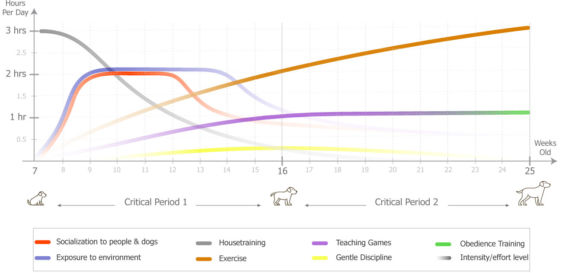 Puppy Development Timeline