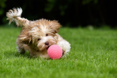 Puppy chasing ball