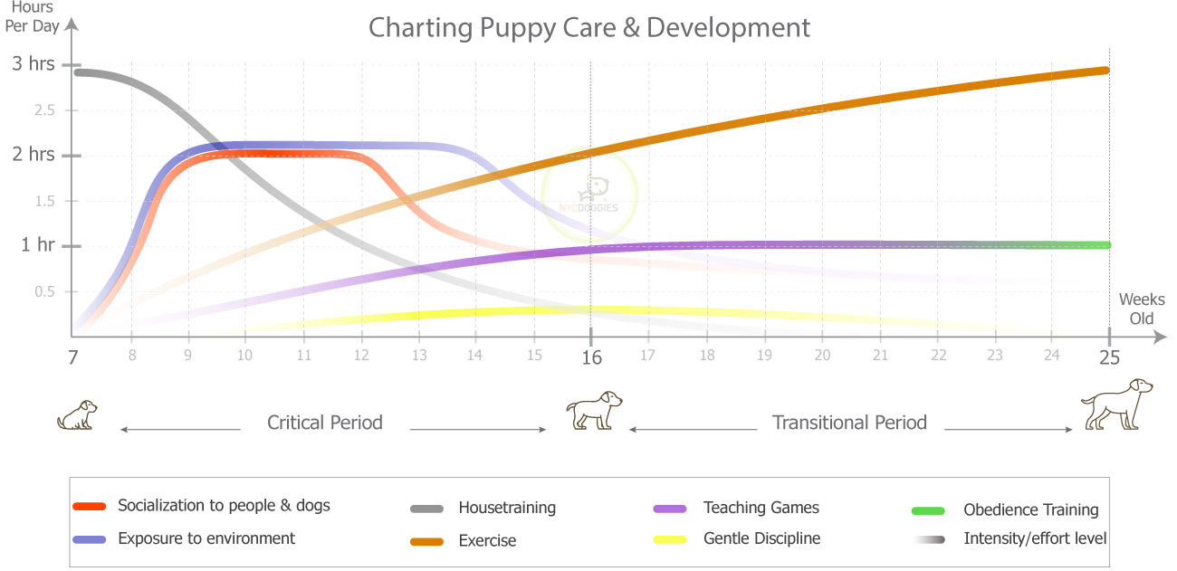 Puppy Care & Development Chart
