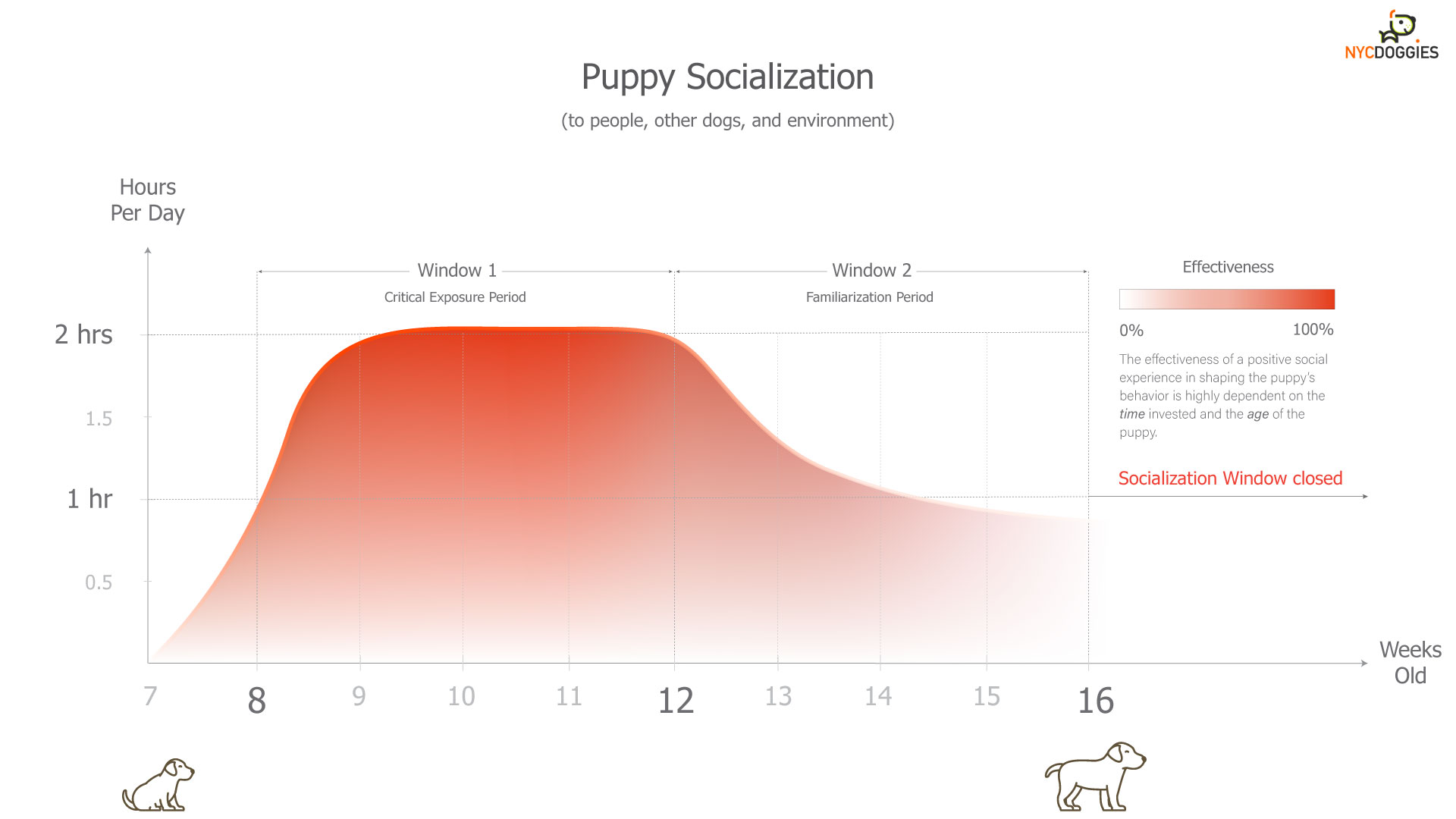 Graph of Puppy Socialization Window