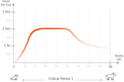 Puppy Socialization Timeline