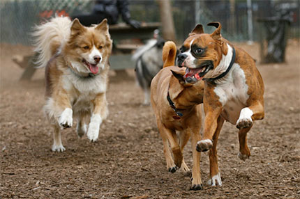 Dogs playing at the dog run