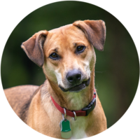 Frankie Dog headshot
