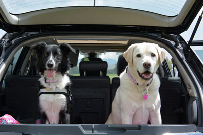 Dogs in the back of a car