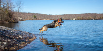 Dog hiking and jumping in the water