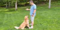 Man training Golden Retriever