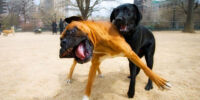 Dogs playing at the dog park