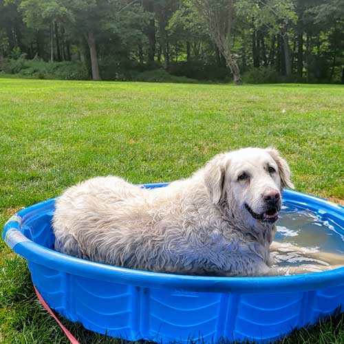 dog cooling off in pool while boarding with NYC Doggies