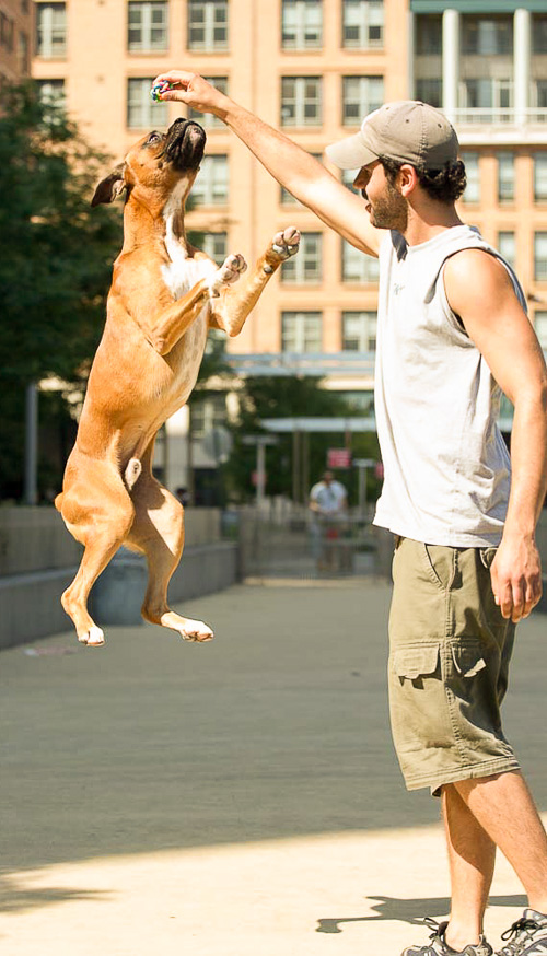 NYC Doggies dog walker playing with Boxer dog in the dog run