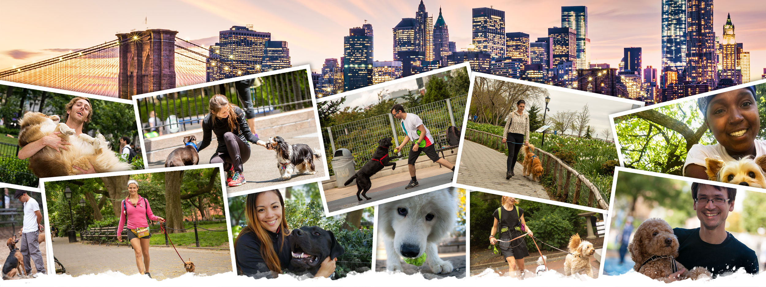 Photo compilation of NYC Doggies dog walkers